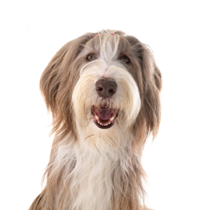 Petland Woodlands, TX Bearded Collie