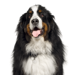 Petland Woodlands, TX Bernese Mountain Dog