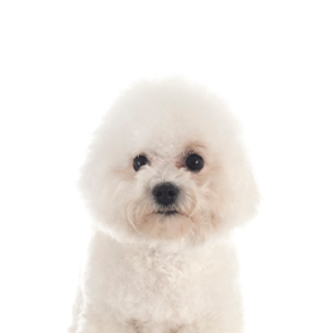 Petland Woodlands, TX Bichon Frise