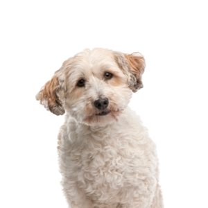 Petland Woodlands, TX Bichon Poo