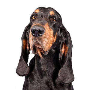 Petland Woodlands, TX Black and Tan Coonhound