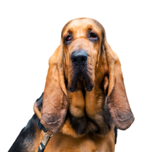 Petland Woodlands, TX Bloodhound