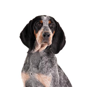 Petland Woodlands, TX Bluetick Coonhound
