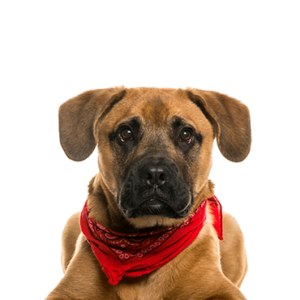 Petland Woodlands, TX Bogle