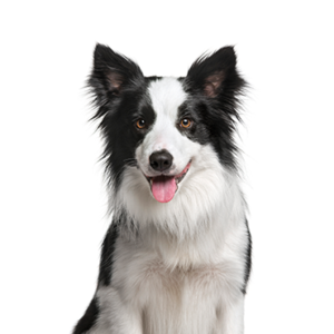 Petland Woodlands, TX Border Collie