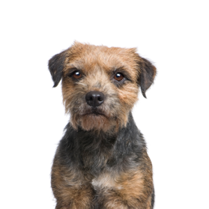 Petland Woodlands, TX Border Terrier