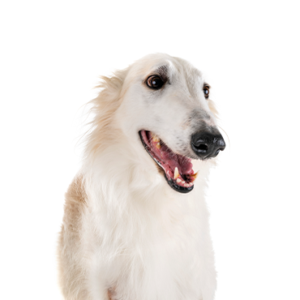 Petland Woodlands, TX Borzoi