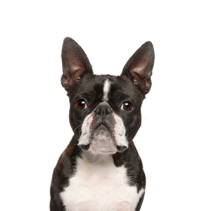 Petland Woodlands, TX Boston Terrier