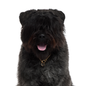 Petland Woodlands, TX Bouvier des Flandres