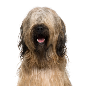 Petland Woodlands, TX Briard
