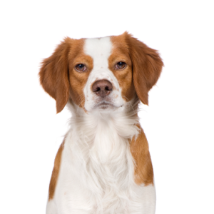 Petland Woodlands, TX Brittany