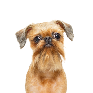 Petland Woodlands, TX Brussels Griffon
