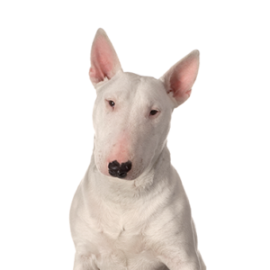 Petland Woodlands, TX Bull Terrier