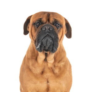 Petland Woodlands, TX Bullmastiff