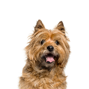 Petland Woodlands, TX Cairn Terrier