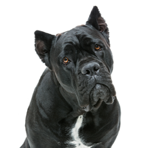 Petland Woodlands, TX Cane Corso