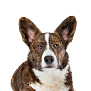 Petland Woodlands, TX Cardigan Welsh Corgi