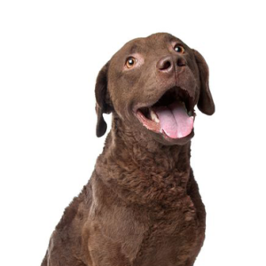 Petland Woodlands, TX Chesapeake Bay Retriever