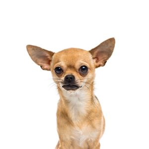Petland Woodlands, TX Chihuahua