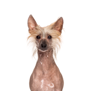 Petland Woodlands, TX Chinese Crested