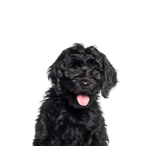 Petland Woodlands, TX Cockapoo