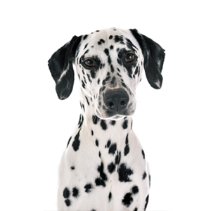 Petland Woodlands, TX Dalmatian