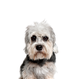 Petland Woodlands, TX Dandie Dinmont Terrier