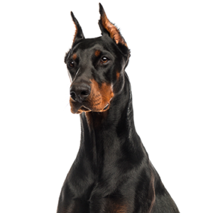 Petland Woodlands, TX Doberman Pinscher