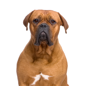 Petland Woodlands, TX Dogue de Bordeaux