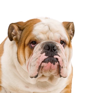 Petland Woodlands, TX English Bulldog