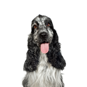 Petland Woodlands, TX English Cocker Spaniel