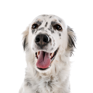 Petland Woodlands, TX English Setter