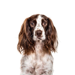 Petland Woodlands, TX English Springer Spaniel