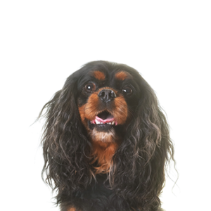 Petland Woodlands, TX English Toy Spaniel