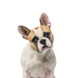 Petland Woodlands, TX French Bulldog