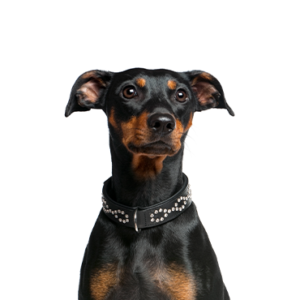 Petland Woodlands, TX German Pinscher