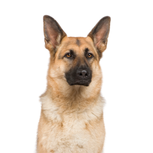 Petland Woodlands, TX German Shepherd