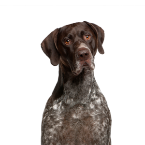 Petland Woodlands, TX German Shorthaired Pointer