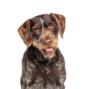 Petland Woodlands, TX German Wirehaired Pointer