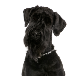 Petland Woodlands, TX Giant Schnauzer