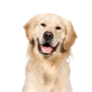 Petland Woodlands, TX Golden Retriever