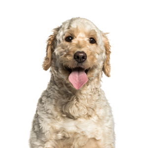 Petland Woodlands, TX Goldendoodle