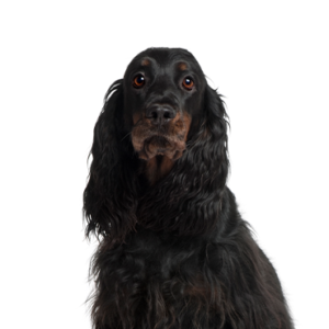 Petland Woodlands, TX Gordon Setter