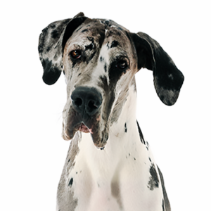 Petland Woodlands, TX Great Dane