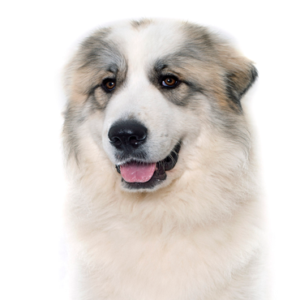 Petland Woodlands, TX Great Pyrenees