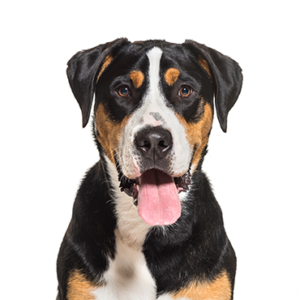 Petland Woodlands, TX Great Swiss Mountain Dog