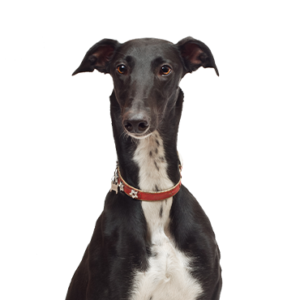 Petland Woodlands, TX Greyhound