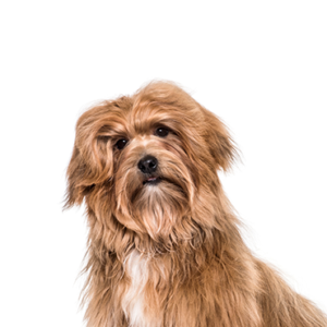 Petland Woodlands, TX Havanese