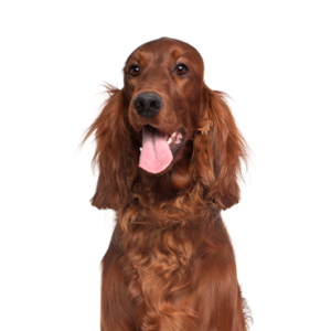 Petland Woodlands, TX Irish Setter