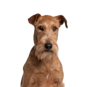 Petland Woodlands, TX Irish Terrier